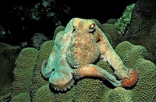 章鱼,真蛸,背风群岛,英属维京群岛,加勒比海