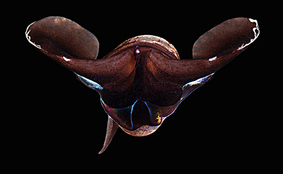 海蜗牛