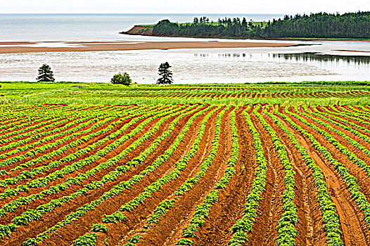 马铃薯,种植,松树,远眺,湾,爱德华王子岛,加拿大