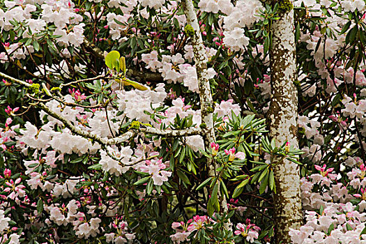 特写,杜鹃属植物,晶莹,春天,杜鹃花属植物,花园,波特兰,俄勒冈,美国