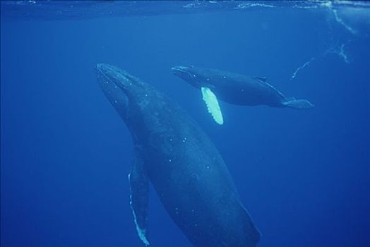 驼背鲸,大翅鲸属,鲸鱼,母牛,幼兽,护从,毛伊岛,夏威夷,提示,照相