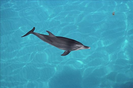 大西洋点斑原海豚,花斑原海豚,幼小,巴哈马