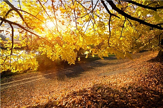 漂亮,秋天,树林