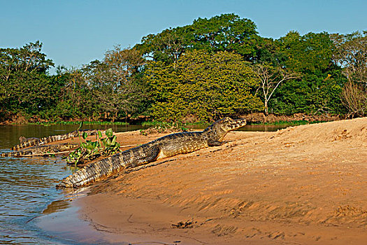 宽吻鳄,凯门鳄,沙子,堤岸,潘塔纳尔,巴西,南美