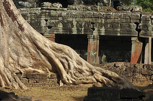 巨大,根部,遗址,庙宇,吴哥窟,柬埔寨