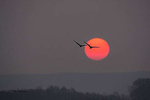 两个,鹤,正面,红色,太阳