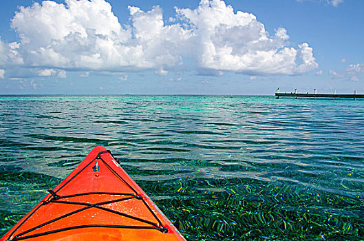 伯利兹,加勒比海,漂流,清晰,水,海岸,联合国教科文组织