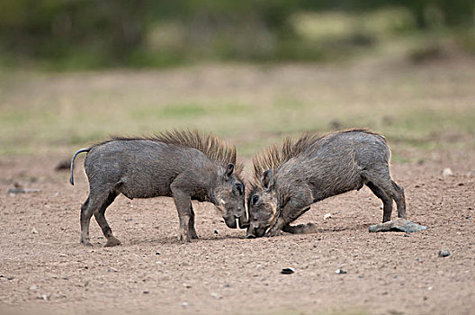 疣猪,肯尼亚