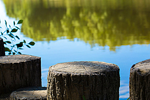湖边的树桩