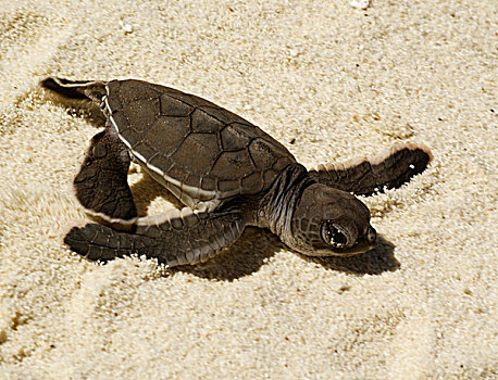 绿海龟,龟类,孵化动物,海滩,塞舌尔