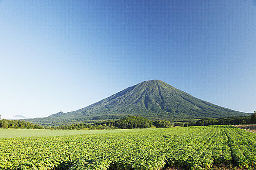 山,豌豆,地点