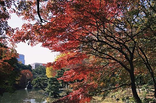 日本,东京,公园,秋叶