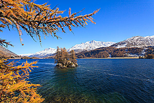 落叶松属植物,树,岛屿,湖,恩加丁,瑞士