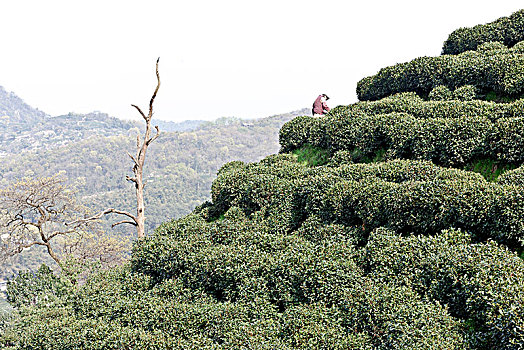 杭州老龙井景点老茶园