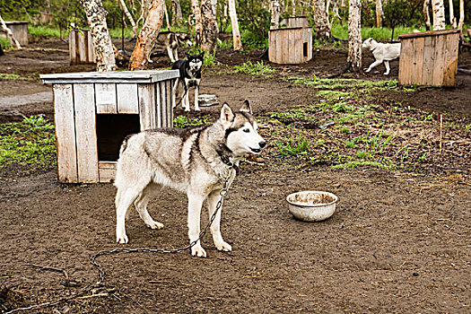 俄罗斯,堪察加半岛,哈士奇犬,雪橇狗,露营
