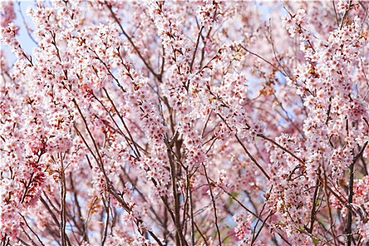 漂亮,粉色,樱花,树