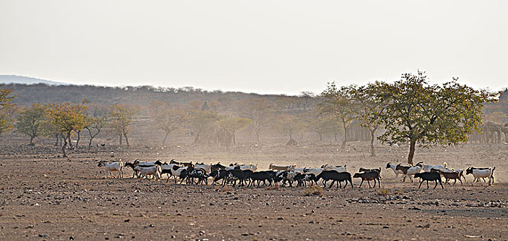 牧群,山羊,干燥,大草原,考科韦尔德,纳米比亚,非洲