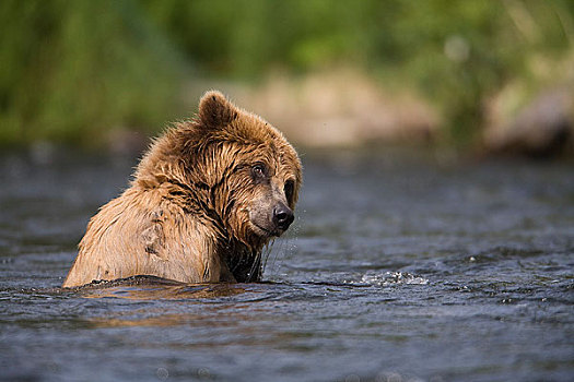 棕熊,游泳,俄罗斯,河,肯奈半岛,阿拉斯加,楚加奇国家森林,夏天