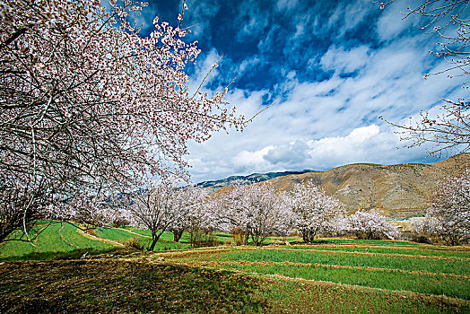 高原桃花