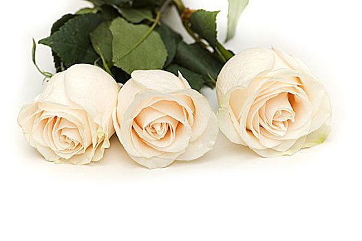 白色,玫瑰,隔绝,白色背景