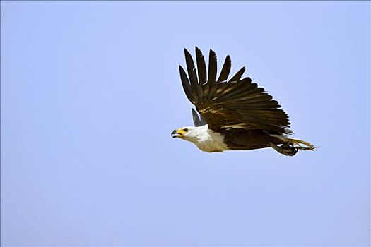飞,非洲鱼鹰,吼海雕,捕食,鱼,乔贝,河,乔贝国家公园,博茨瓦纳,非洲