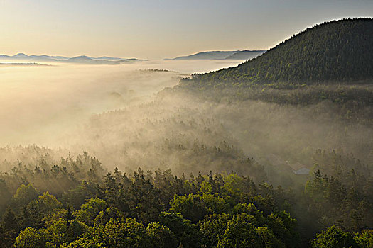 早晨,灰尘,上方,风景,莱茵兰普法尔茨州,德国
