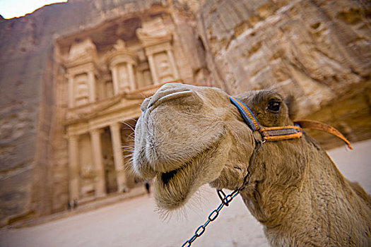 骆驼,站立,正面,城市,佩特拉,约旦