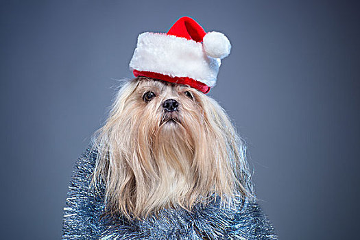 西施犬,狗,圣诞帽,银,装饰,蓝色背景,背景