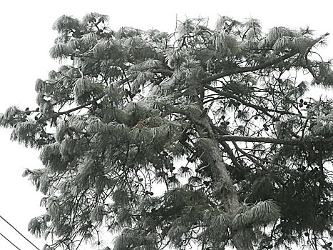 贵州雾凇景观,冬季,旅游,冰雪,雾凇,景观