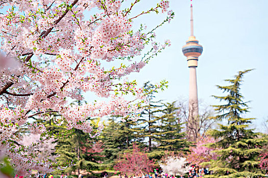 樱花节