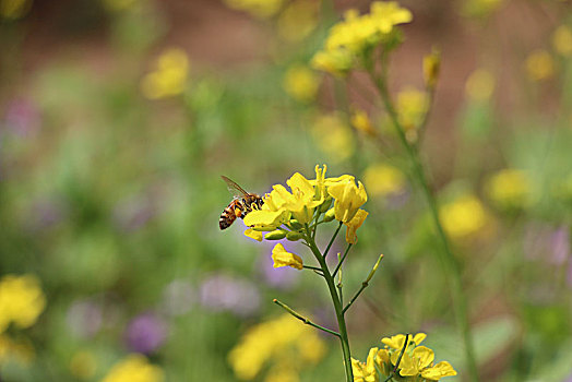 油菜花,蜜蜂