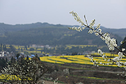 油菜花田