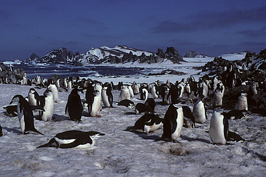 南极,南设得兰群岛,岛屿,帽带企鹅