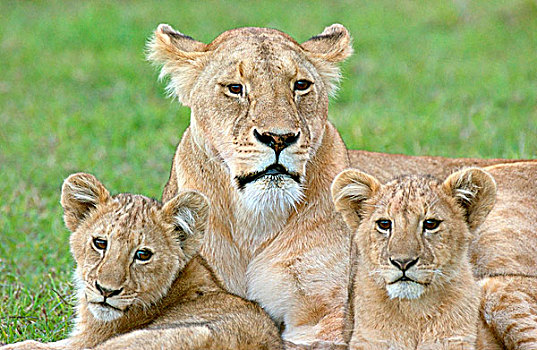 雌狮,东非,坦桑尼亚,恩戈罗恩戈罗火山口