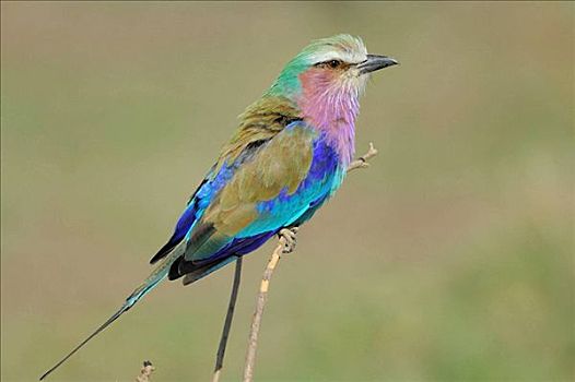 紫胸佛法僧鸟,紫胸佛法僧,肯尼亚