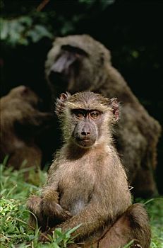 东非狒狒,幼兽,冈贝河国家公园,坦桑尼亚