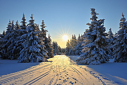 雪,遮盖,树,滑雪,小路,图林根州,德国