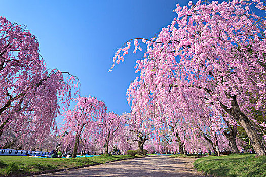 哭,樱花,公园