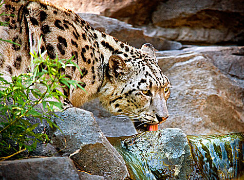 雪豹,饮用水,溪流,石头