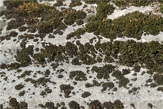 淡绿色,苔藓,石头,地面