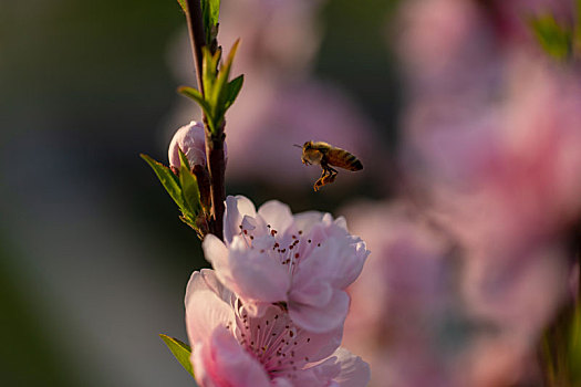 蜜蜂,桃花