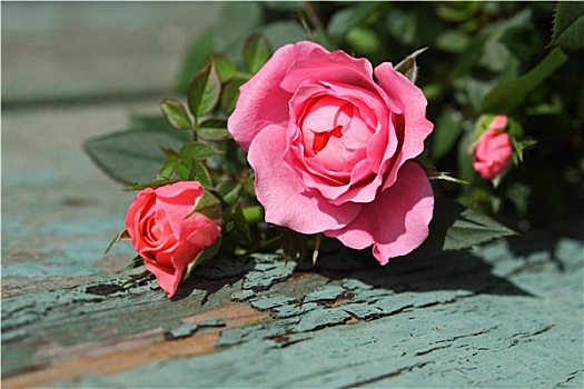 浪漫,粉色,玫瑰,背景