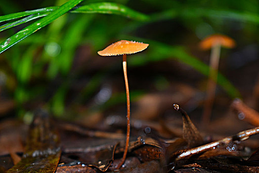 雨季