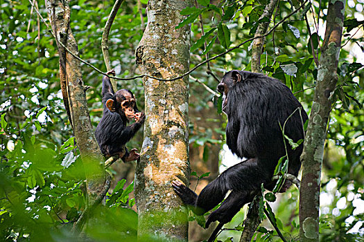 黑猩猩,类人猿,母亲,2岁,幼仔,树上,西部,乌干达