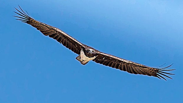 埃托沙国家公园,纳米比亚,尚武,鹰,飞行