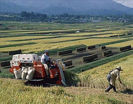 稻米,收获,日本