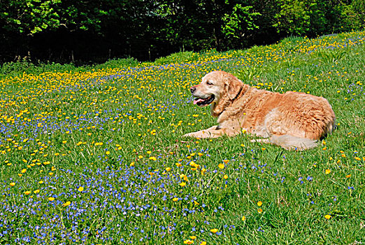 家犬,金毛猎犬,成年,地点,毛茛,婆婆纳属植物,花,赫特福郡,英格兰,英国,欧洲