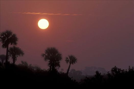 剪影,棕榈树,日出,黑色,岛屿,国家野生动植物保护区,佛罗里达,美国