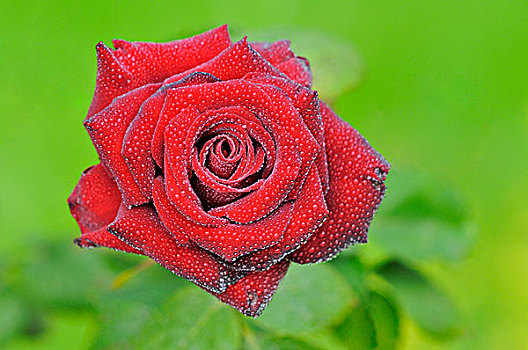 红玫瑰,雨滴,杂交品种,茶,玫瑰,圣母玛利亚,北莱茵威斯特伐利亚,德国,欧洲