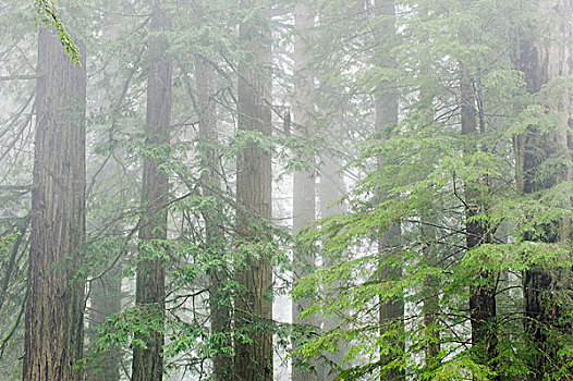 雾,红杉国家公园,加利福尼亚